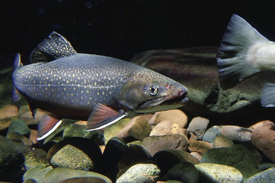 Model popsaný v této úloze se často používá například při studiu růstu ryb. Obrázek: pixabay.com, PublicDomainImages