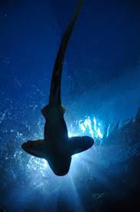 Žralok nepluje přímo ke kořisti, protože ji nevidí. Sleduje gradient koncentrace krve. V ekologii se toto chování nazývá majáková navigace.