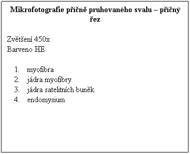 Textov pole: Mikrofotografie pn pruhovanho svalu  pn ez
 
Zvten 450x 
Barveno HE
 
myofibra
jdra myofibry
jdra satelitnch bunk
endomysium
 
 
 
 
