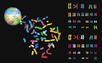 spektrln karyotyp lovka - The Scientist 15[23]:1, Nov. 26, 2001