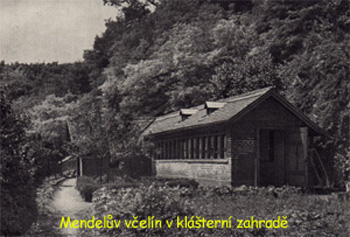 r_vcelin