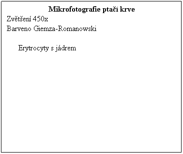 Textov pole: Mikrofotografie pta krve
Zvten 450x 
Barveno Giemza-Romanowski
 
Erytrocyty s jdrem
 
 
