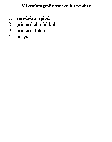 Textov pole: Mikrofotografie vajenku ramlice
 
zroden epitel
primordiln folikul
primrn folikul
oocyt 
